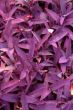 Tradeescantia 'Purple Heart'